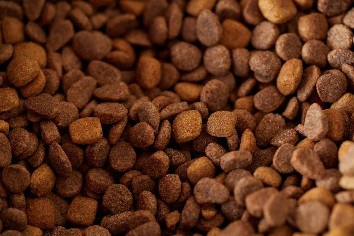 Complex Carbohydrates: 7 Proven Tips to Avoid Costly Energy Mistakes in Hunting Dog Food
