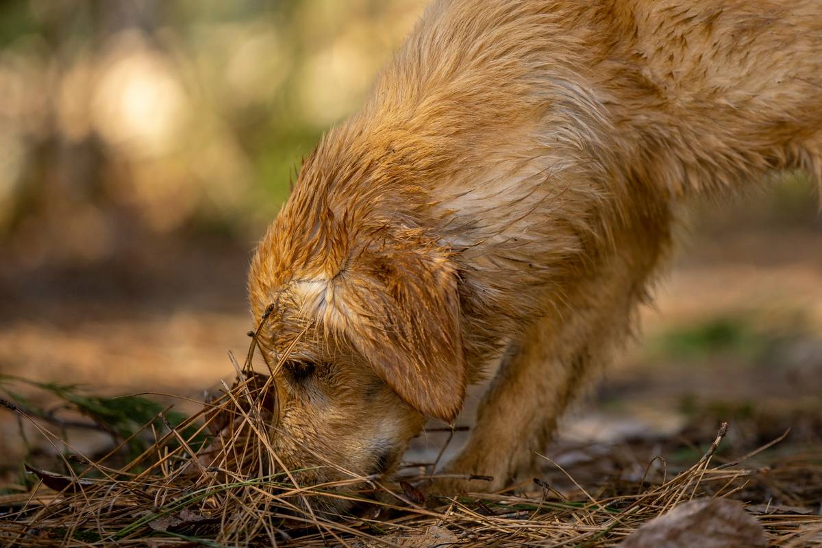 Hunting Dog Favorite Flavors: A pointer eagerly eating from a bowl of high-protein game bird formula