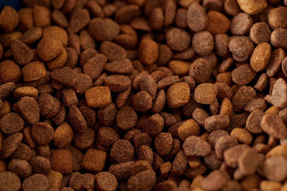 Hunting dog eating kibble rich in Complex Carbohydrates beside a game vest and shotgun shells
