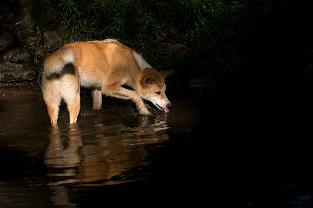 Electrolyte Replenishment: 7 Proven Tips to Avoid Costly Mistakes for Hunting Dogs