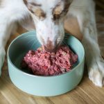Energy Gel Alternatives: 7 Proven Ways to Avoid Costly Mistakes for Hunting Dogs