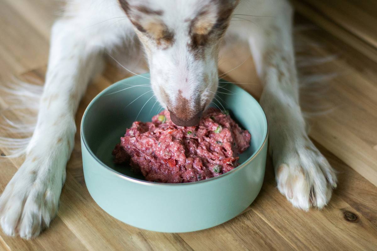 Energy Gel Alternatives: 7 Proven Ways to Avoid Costly Mistakes for Hunting Dogs