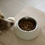 Flavor Mixing Guides: 7 Proven Tips to Avoid Costly Mistakes for Hunting Dogs