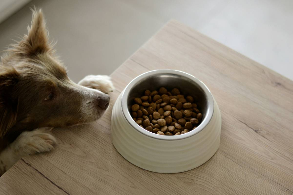 Flavor Mixing Guides: 7 Proven Tips to Avoid Costly Mistakes for Hunting Dogs