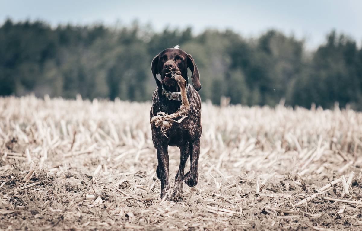 Flavor Mixing Guides showing balanced bowl with kibble, cooked duck, and pumpkin for hunting dog