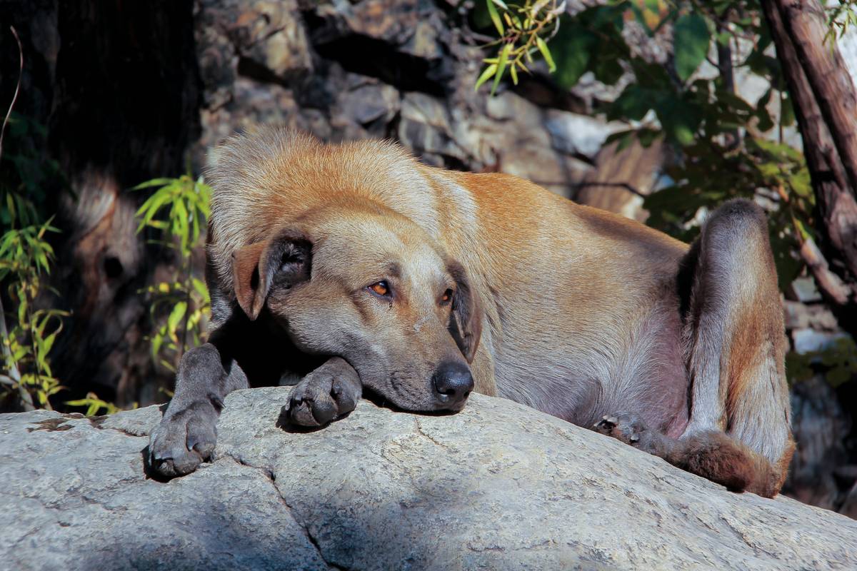 Hunting dog drinking from portable bowl with Electrolyte Replenishment powder mixed in water