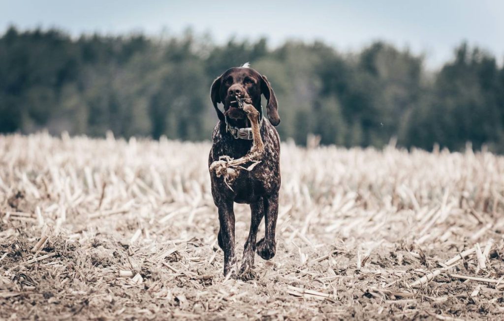 Protein-Based Flavor Profiles: 7 Proven Tips to Avoid Costly Mistakes in Hunting Dog Food