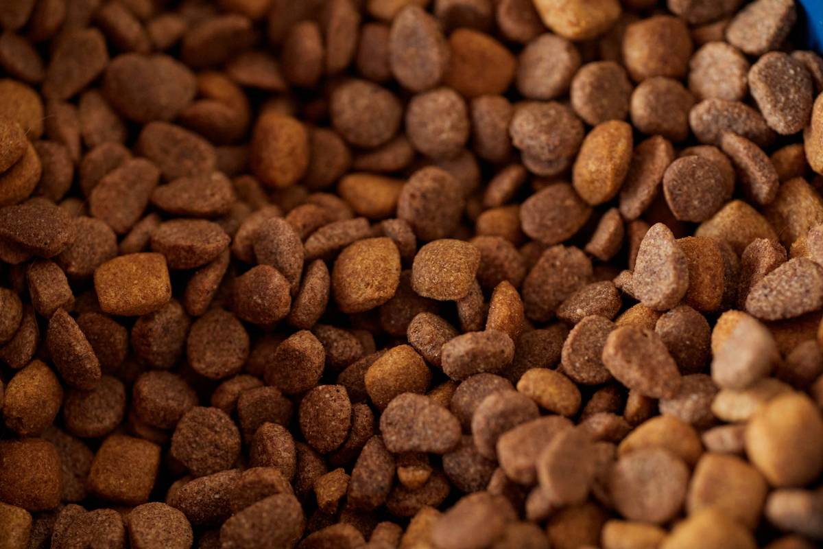 Close-up of hunting dog eating kibble with visible duck and venison chunks, illustrating Protein-Based Flavor Profiles