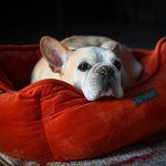 Restorative Sleep Aids: 7 Proven Ways to Avoid Costly Recovery Mistakes in Hunting Dog Food