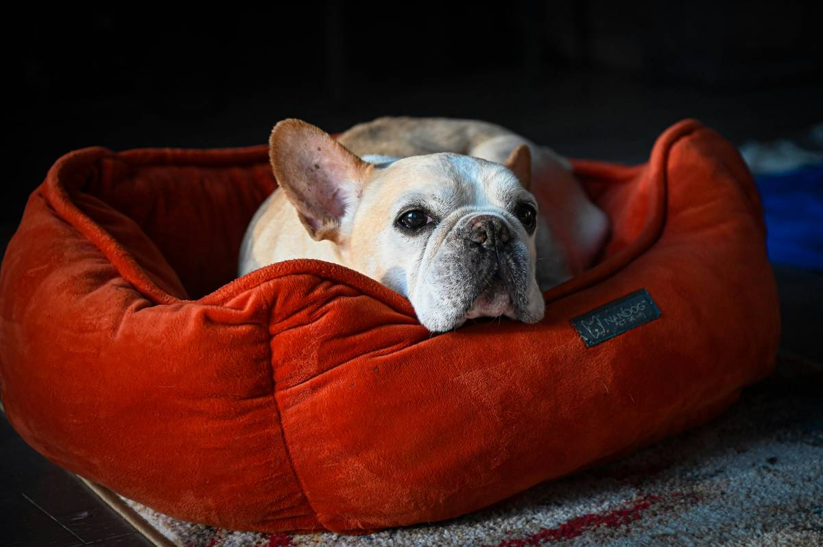 Restorative Sleep Aids: 7 Proven Ways to Avoid Costly Recovery Mistakes in Hunting Dog Food