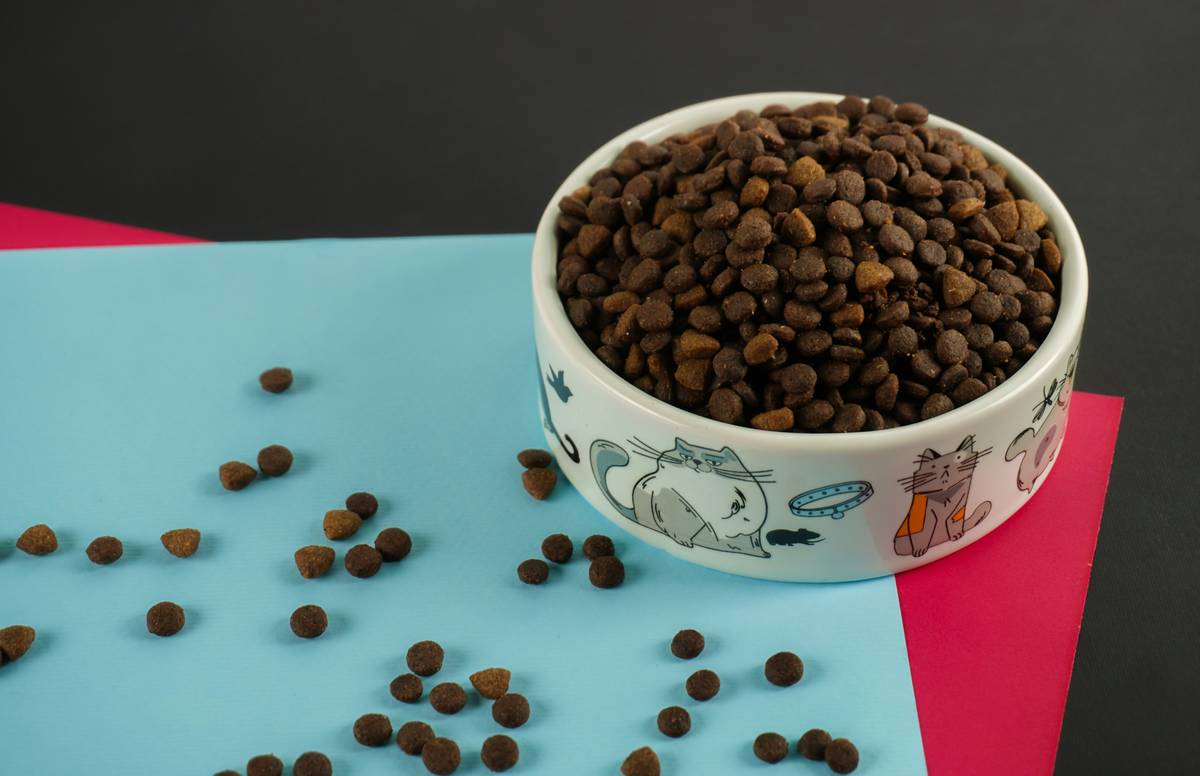 Seasonal Recipe Options for a German Shorthaired Pointer eating from a bowl beside hunting gear