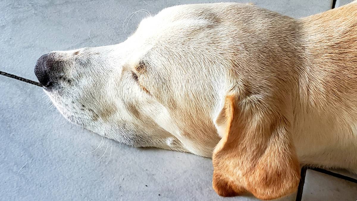Hunting dog resting deeply on a padded bed with Restorative Sleep Aids nutrition bowl nearby
