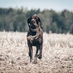 Taste Test Kits: 7 Proven Ways to Avoid Costly Mistakes for Hunting Dogs